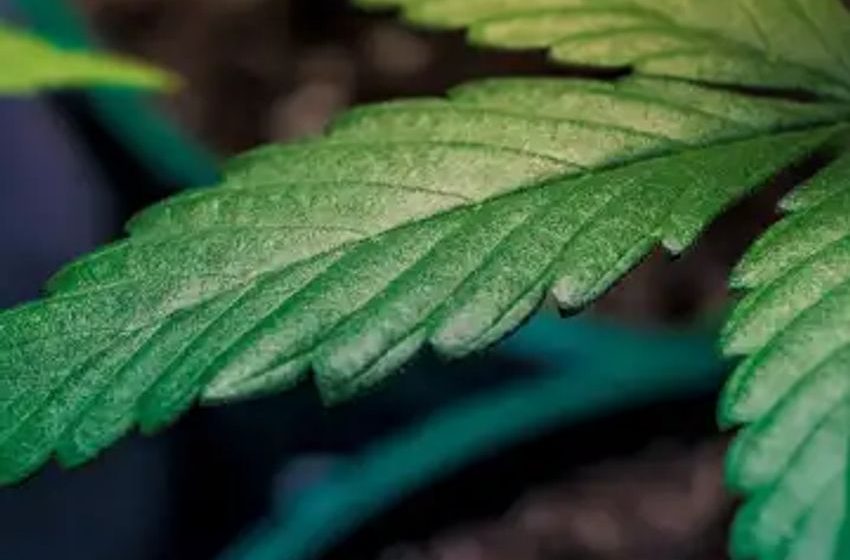  Cannabis Home Grow In America: A Deeper Look