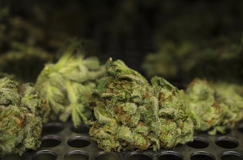  Cannabis company TerrAscend to list on TSX under TSND ticker in early July