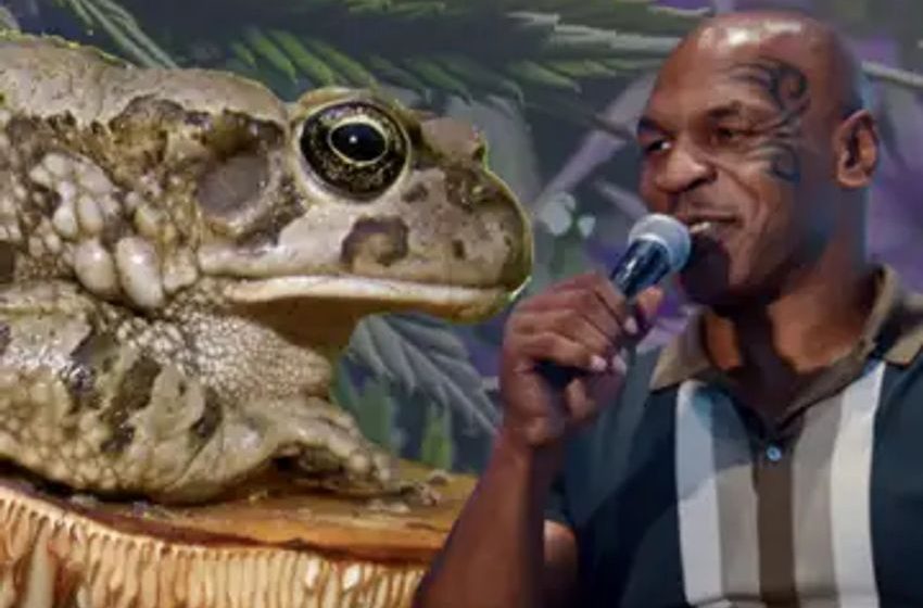  Mike Tyson Takes Magic Mushrooms Every Day, Assures Psychedelics Helped Him Lose 100 Pounds In 4 Months