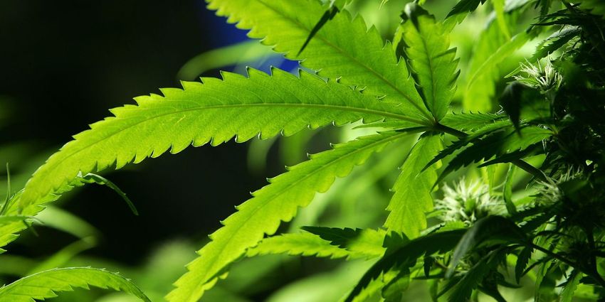 Earnings Results: Another quarter, another loss for Canopy Growth — and ‘misstatements’ in BioSteel sales