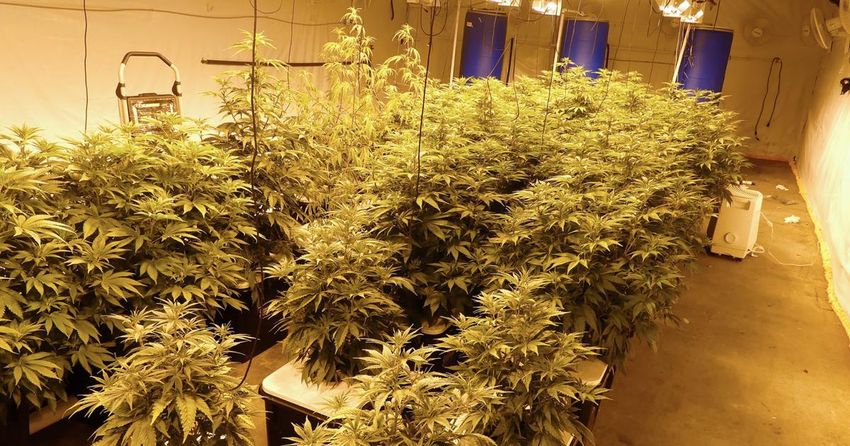 Defendants arrested in large illicit marijuana growing operation in Attleboro get probation