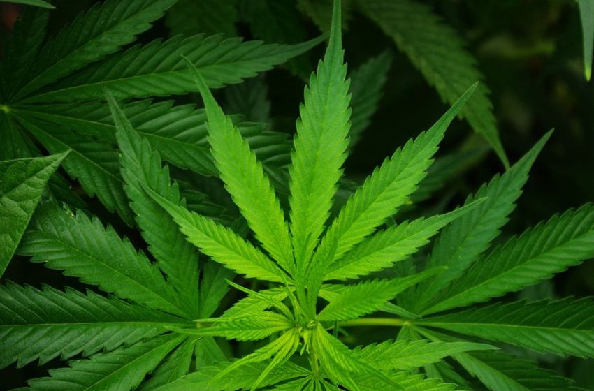  Here’s What You Missed in Cannabis This Week