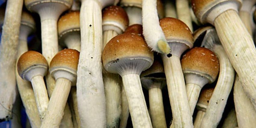 ‘From Magic Mushrooms to Big Pharma’ – a college course explores nature’s medicine cabinet and different ways of healing