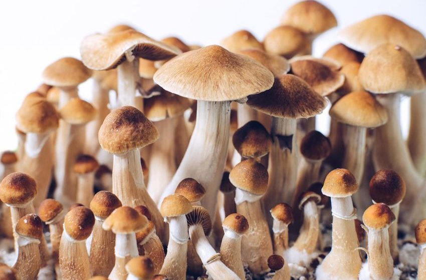  Rhode Island Lawmakers Approve Psilocybin Legalization Bill