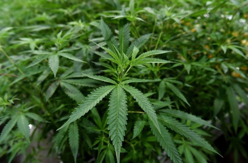  Florida recreational marijuana campaign gets required signatures