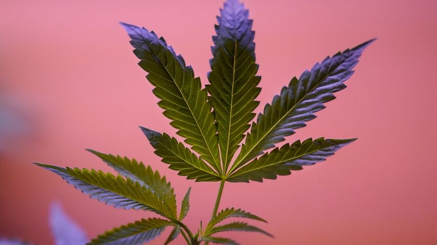 Despite munchies, people who frequently use cannabis are leaner: study