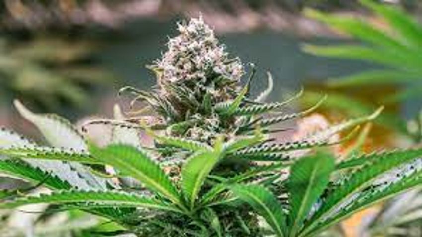 More Frustrations on Cannabis