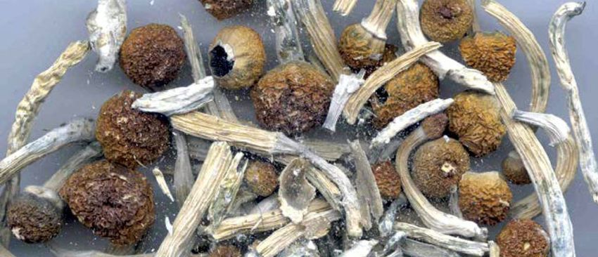  LUKE NIFORATOS: Magic Mushrooms As Medicine? More False Promises From The Addiction Industry