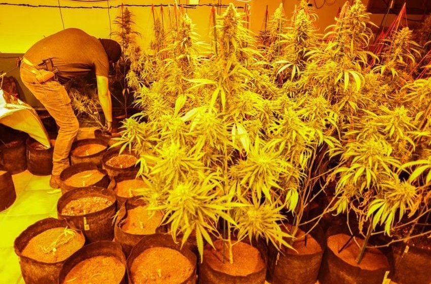  Catalonia cracks down on booming marijuana industry