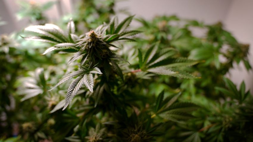 Claims of police bias as study finds Aboriginal adults caught with cannabis more likely to be charged