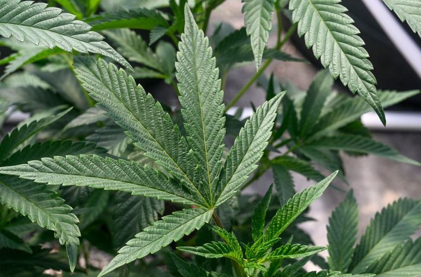  New York man stuck in Panama after deportation over marijuana charges, despite state later legalising cannabis