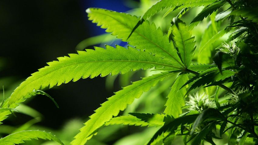  Recreational Marijuana Negatively Effects Other Industries
