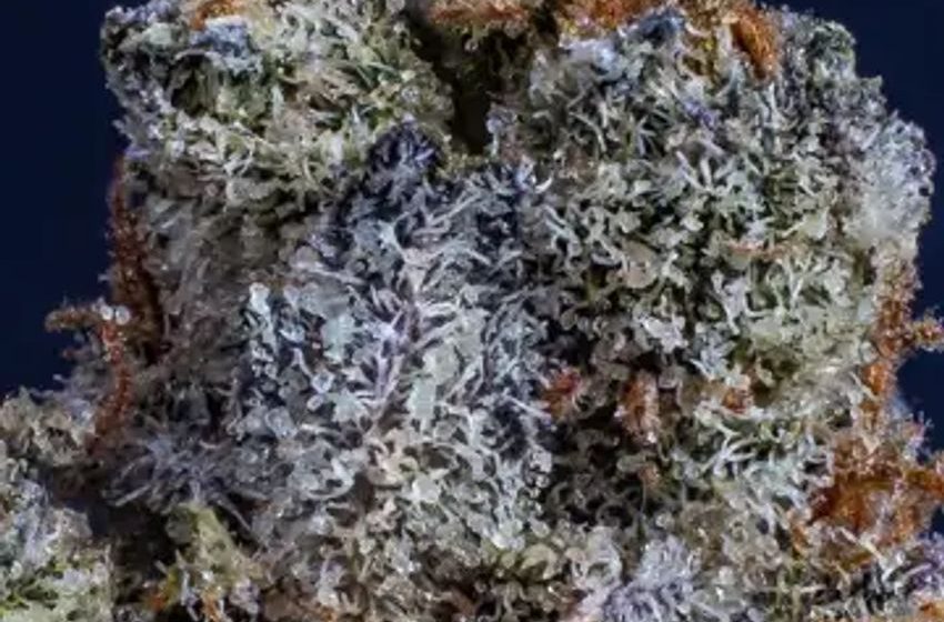  Cannabis Terpenes: Limonene And Its Effects