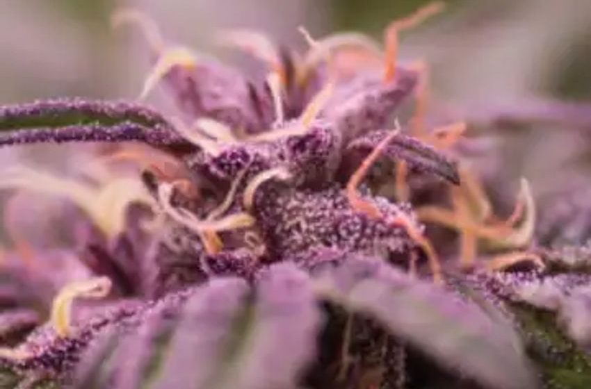  The Surprising Secret Weapon Against Cannabis Plant Disease: This Purple Strain Resists Hop-Latent Viroid