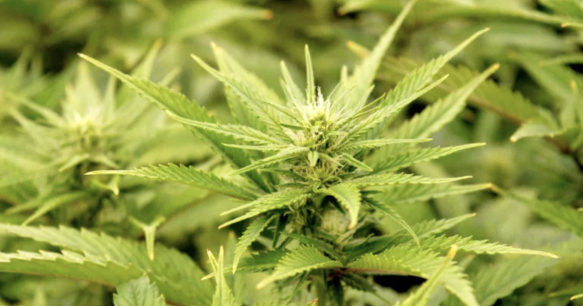 ‘Drugged driving’ skyrocketed since Feds legalized marijuana