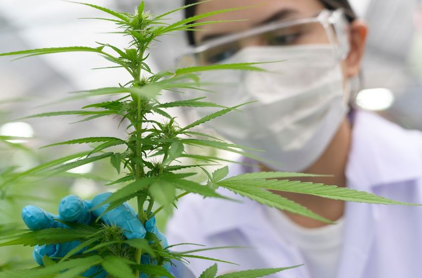 Why Tilray and Aurora Cannabis Stocks Surged Higher Today