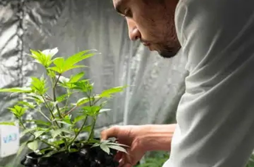  Cannabis Watch: Analyst cuts Canopy Growth’s price target to $0