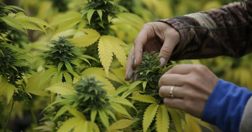 Marijuana farm’s ex-manager leads 10 masked men in armed robbery, authorities say