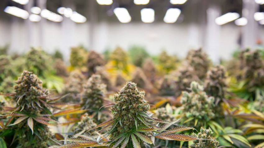  German cannabis legalisation could infringe EU law despite tweaks