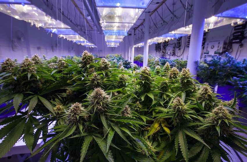  Cannabis poisoning cases quadruple in children after legalisation