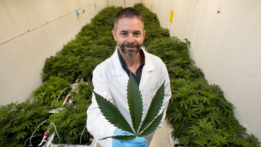  Medicinal cannabis: Who’s got the rub of the green? The dope dozen power list