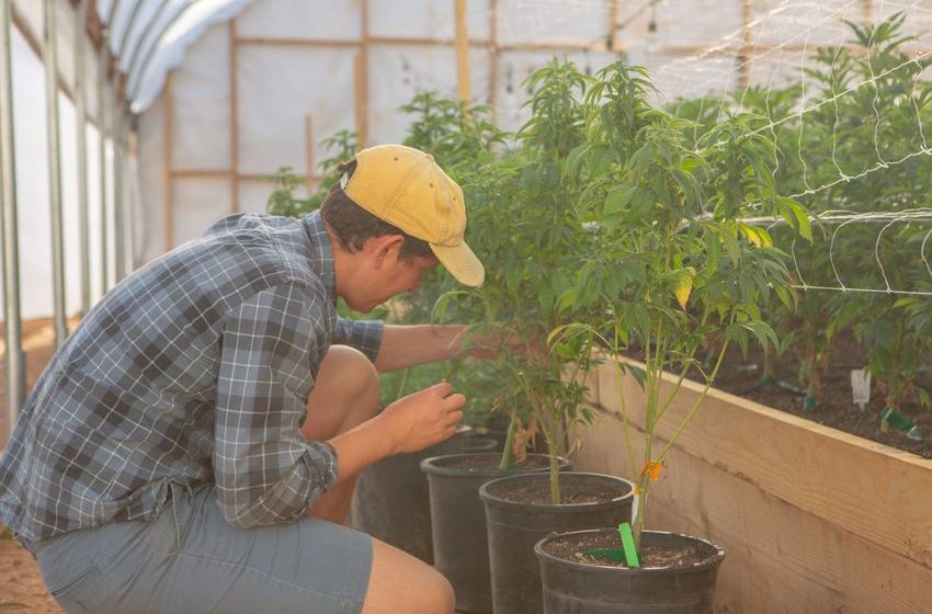 Growing Green: Cannabis Farmers Tackle Sustainability