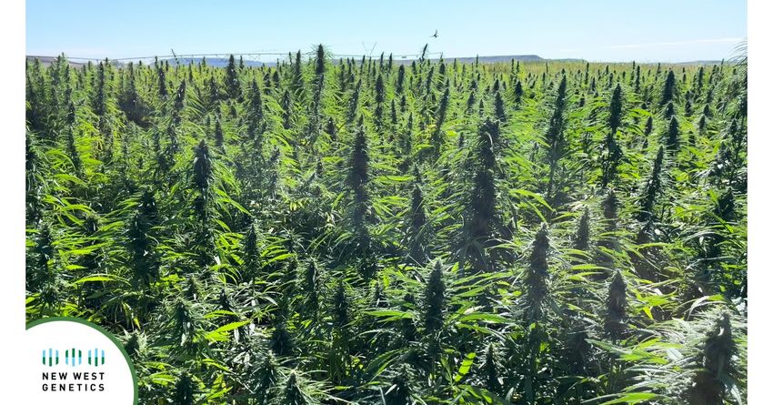  NWG AMPLIFY™, A Hybrid Hemp Seed, is Poised to Transform the Hemp Supply Chain