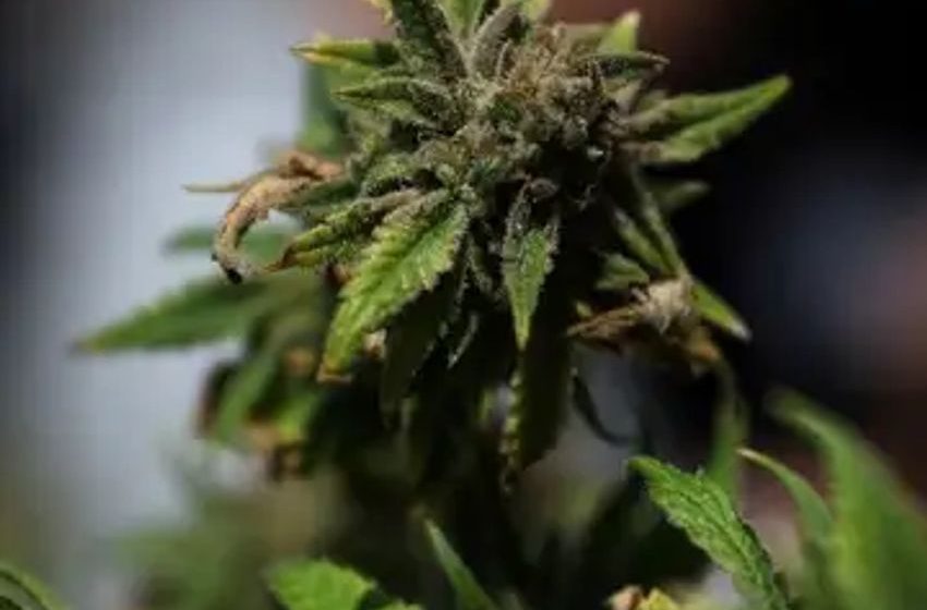  Altria-backed cannabis producer Cronos explores sale