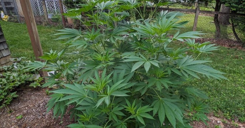  CASEY: Summer 2023 looks like a great season for growing pot