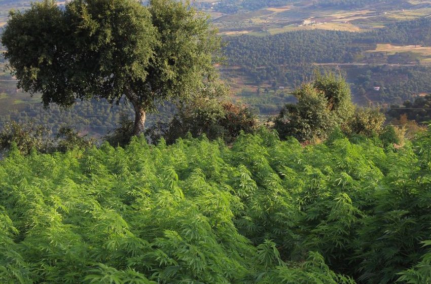  ‘Outlaws’: Morocco’s Rif provides refuge for cannabis farmers