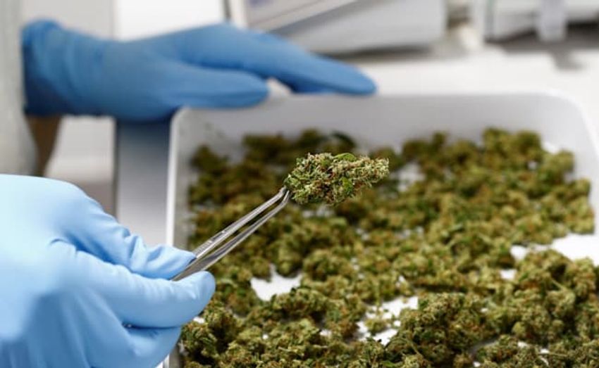 UK Police Seize 130 Million Pounds Worth Of Cannabis In A Massive Crackdown