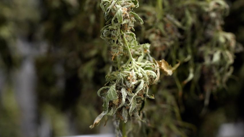  Did recreational marijuana make the November ballot? Ohioans will find out today