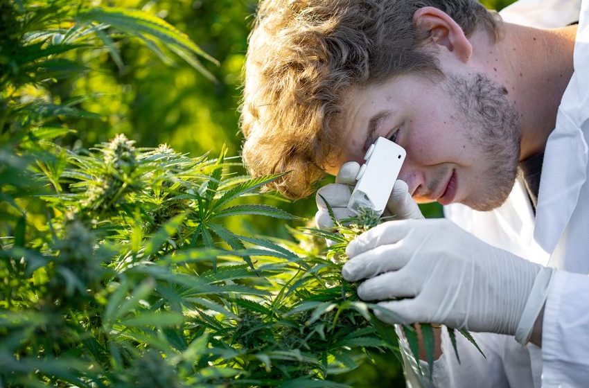  Is Tilray Brands Stock a Buy Now?