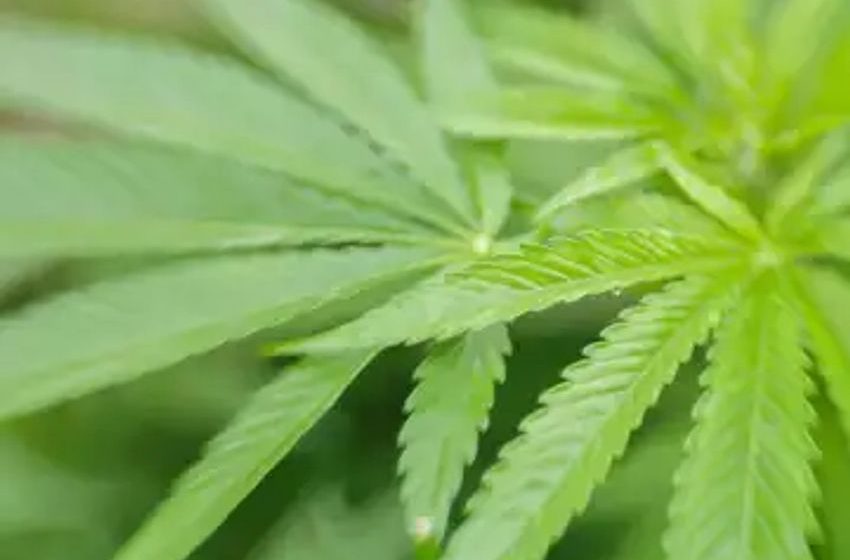B.C. judge allows cannabis ‘fire sale’ to stave off CRA destruction threat