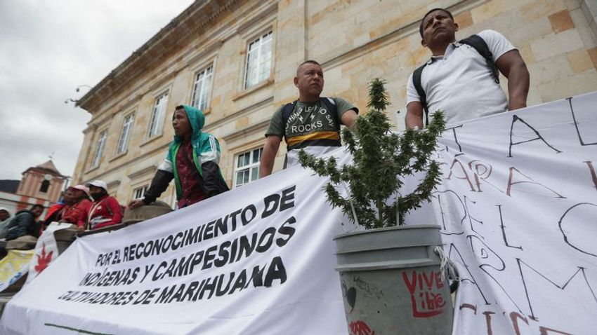  Colombia’s marijuana farmers want out of the shadows. Will the government ever legalize their harvest?