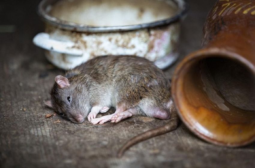 Police says rats ate up 22 kg of marijuana in storehouse, accused acquitted