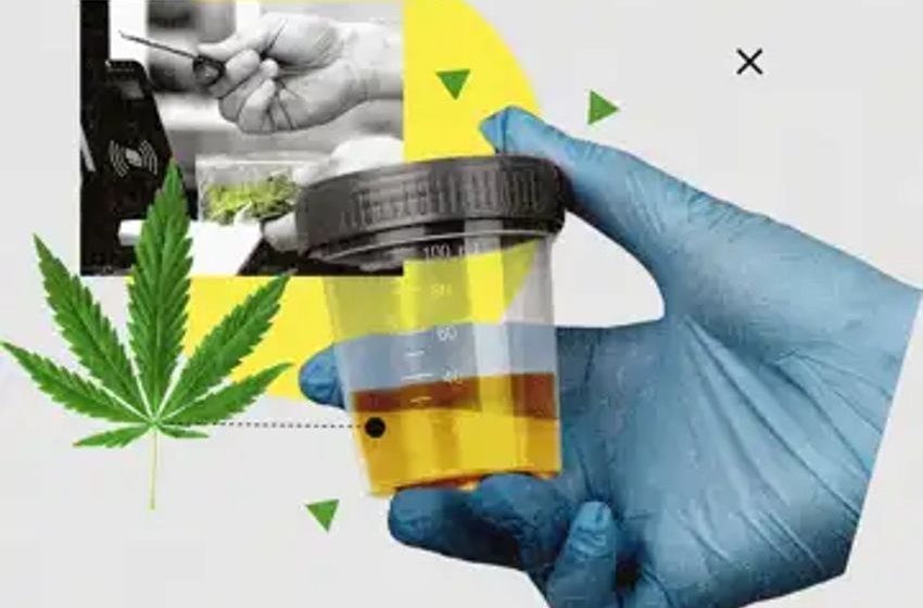 Smoking weed after work? A growing number of employers don’t mind