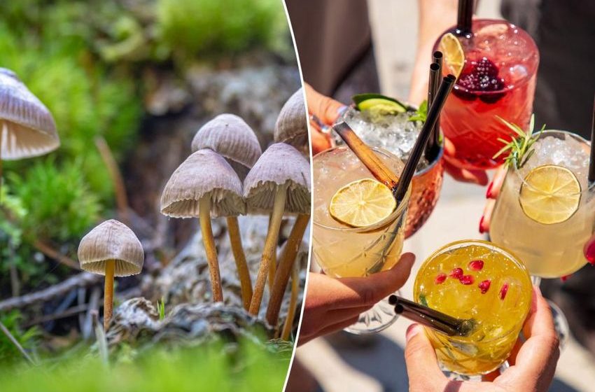 Marijuana, hallucinogen and alcohol use at record highs in the US
