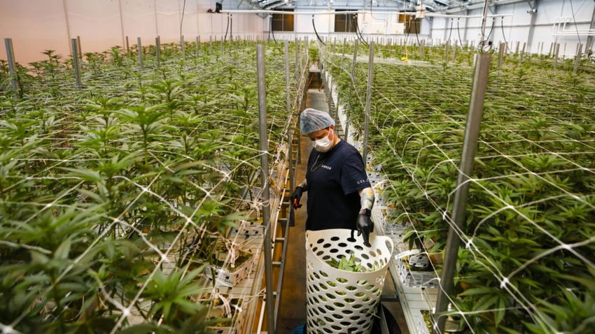 Cannabis companies Cresco, Columbia call off $2 billion merger as industry awaits banking reform