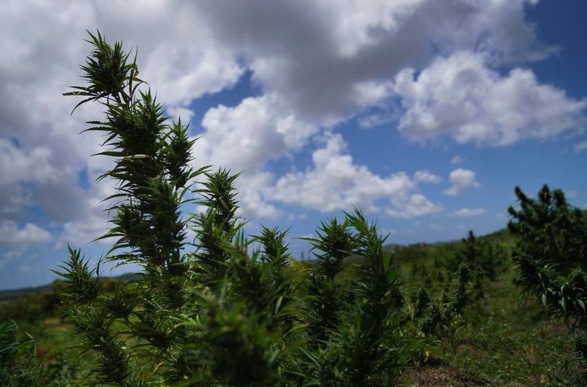  Bahamas introduces bills to legalize marijuana for medical and religious purposes
