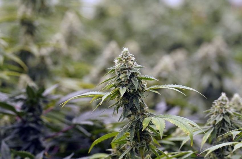  German cabinet approves draft of recreational marijuana law