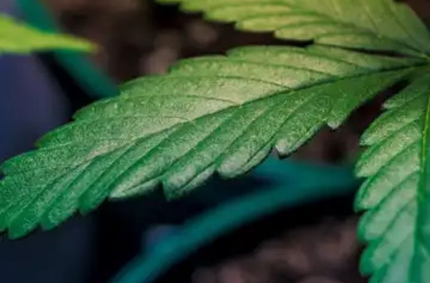  States with legal medical marijuana see ‘significant and sizable’ reductions in health insurance premiums, study finds