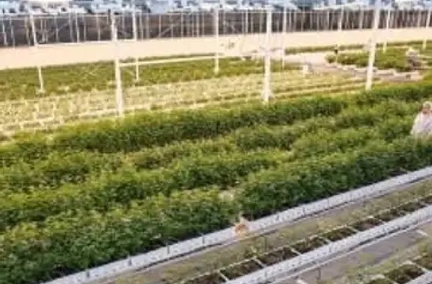 Aurora Cannabis cuts down Q1 net loss as it moves into orchid business