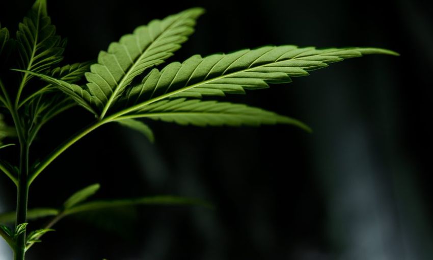  Senate Votes to Let People Who’ve Used Marijuana Work at Intelligence Agencies