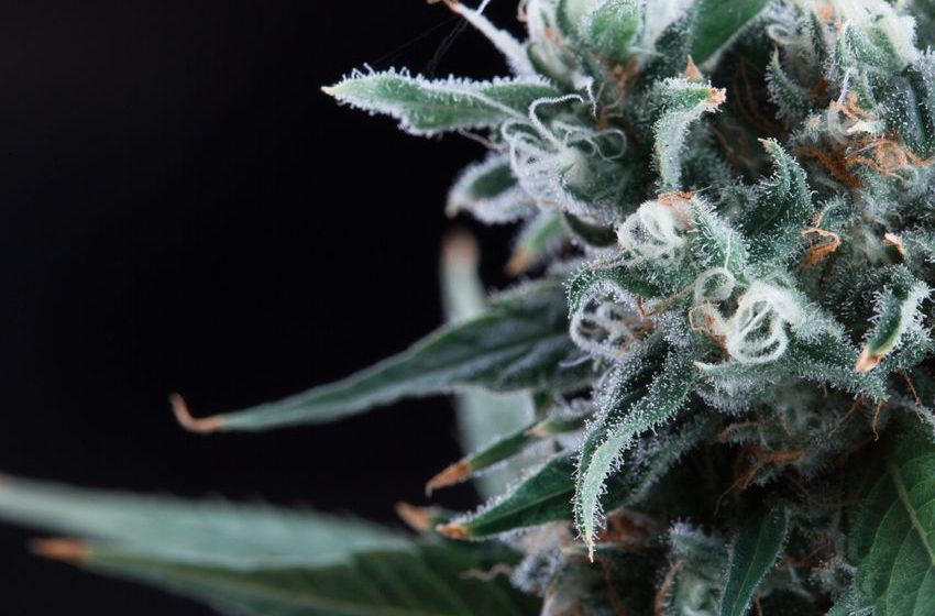  Weed Strain of the Week: Ghost Rider OG