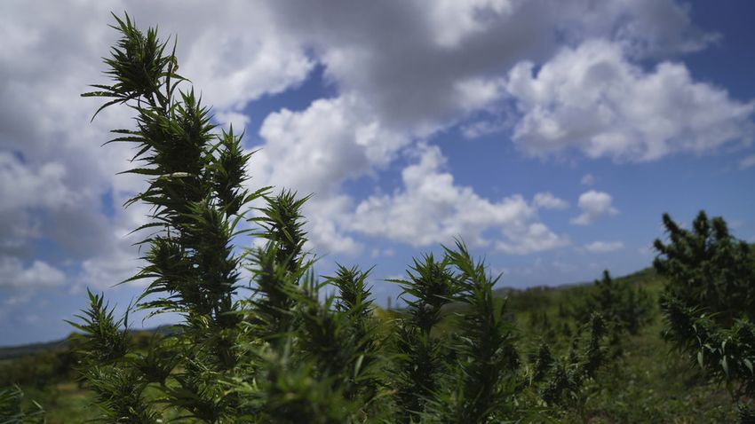  Caribbean nation to legalize religious marijuana