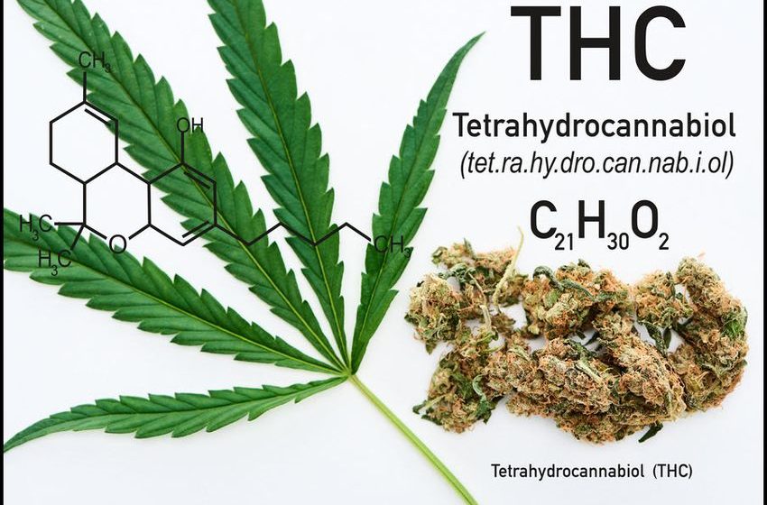  What 3 Common Health Conditions Can THC Help Treat in Humans?