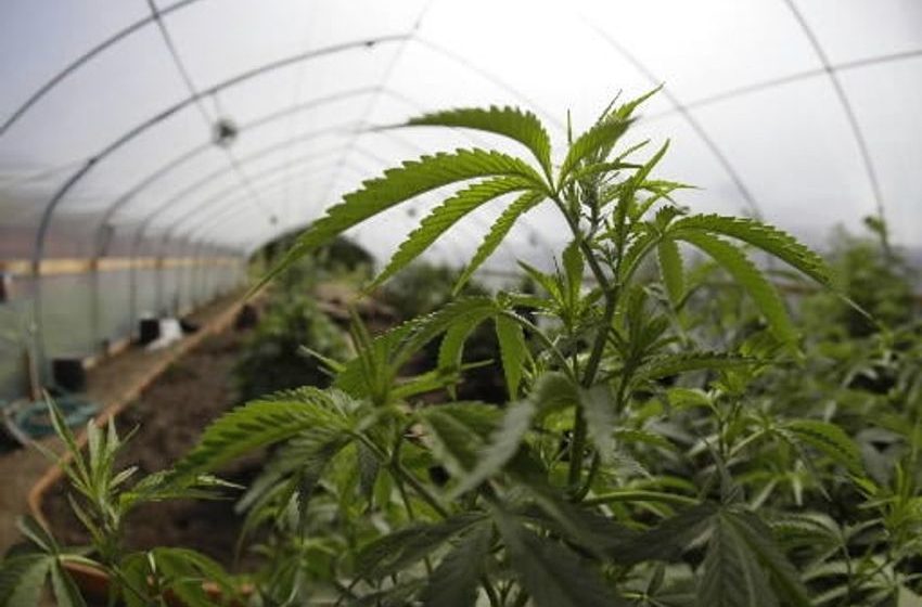  Want to own your own farm? Oklahoma sheriff auctioning 19 acres from seized marijuana farm