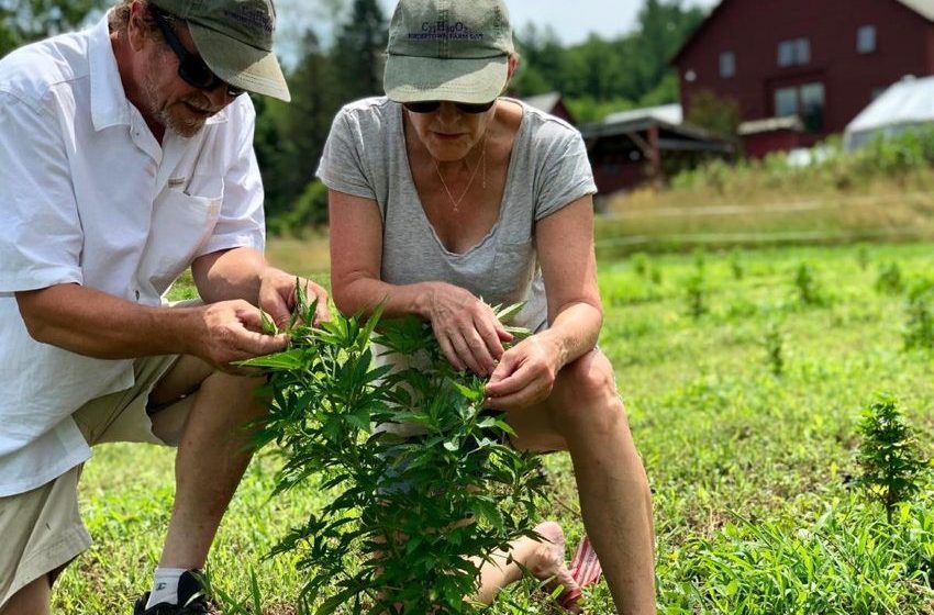  ‘Fool’s errand for most’: Why Vermont hemp farmers label state program ‘complete failure’