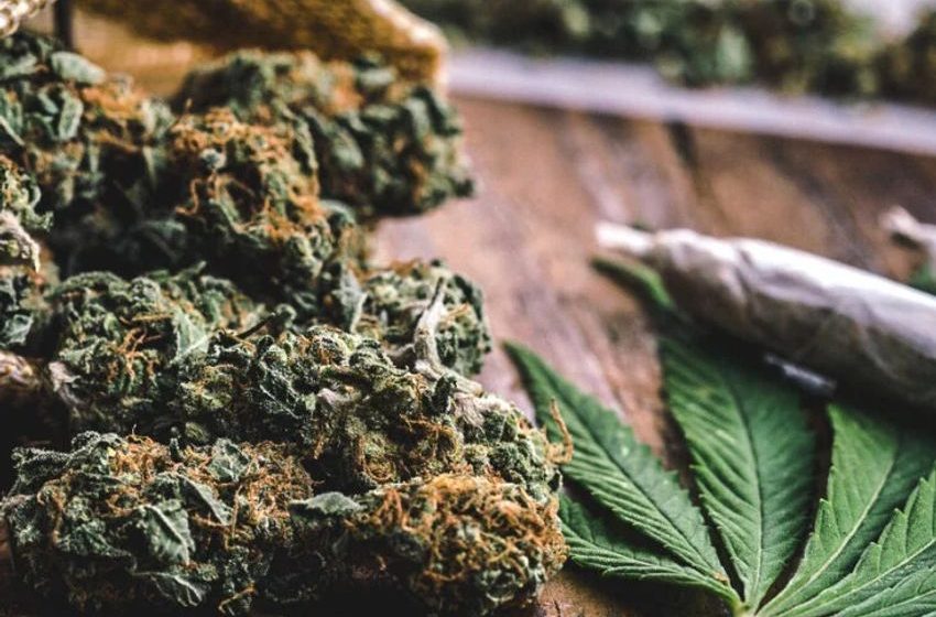  Huge amount of Cannabis seized in Assam and Tripura, 2 arrested
